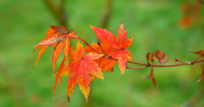 Red Maple Leaves